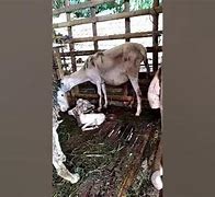 Kambing Melahirkan Kembar Belajar Bermain Dengan